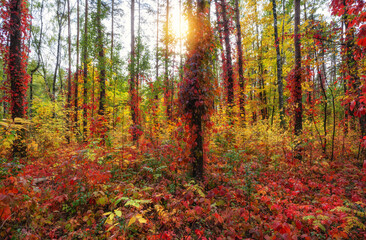 Warm sunlight in an autumn forest with bright leaves