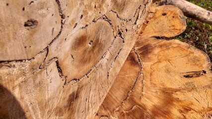 Wooden surface with fine circular patterns and visible ring layers symbolizing age and natural history.
