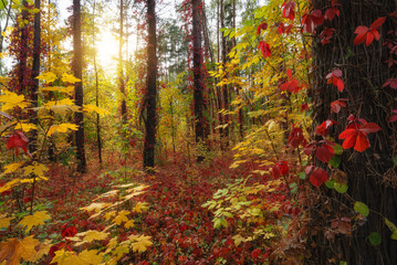 Golden autumn in the forest, sunlight through the foliage