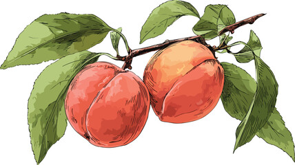 Fresh Peaches with Green Leaves Vector Illustration for Creative Projects