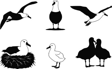 Albatross bird illustrations flying, nesting, bonding, standing, black and white vector silhouettes on white background