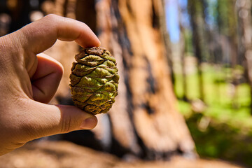 Sequoia Seed Cone in Hand with Giant Tree Trunk and Sunlit Forest Background