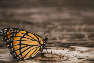 butterfly on the ground