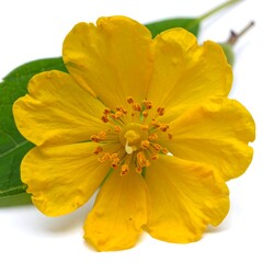 Close-up of a bright yellow flower with green leaves
