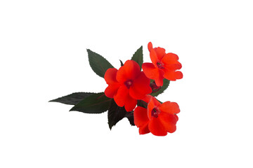 three bright red impatient blooms with dark green leaves on transparent background