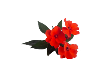 three bright red impatient blooms with dark green leaves on transparent background