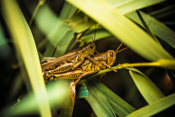 grasshopper on the grass