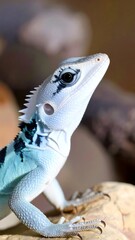 Close-up of a light blue lizard