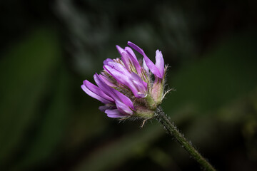 Close-Up of Purple Wildflower in Natural Setting