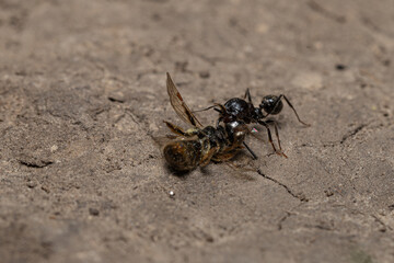 ant attacking bee on ground close up macro