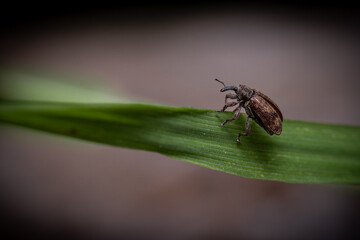 Macro View of Weevil on Green Leaf
