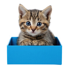 Adorable tabby kitten with bright blue eyes sits inside a blue gift box. background removed