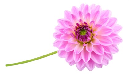 Pink dahlia, single flower,  light, delicate