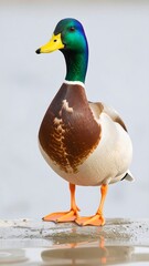 Close-up of a mallard duck