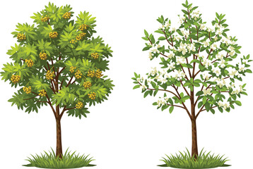 Longan fruit tree with yellow ripe clusters, white flowering tree in garden landscape, tropical exotic plants, green foliage, botanical illustration.