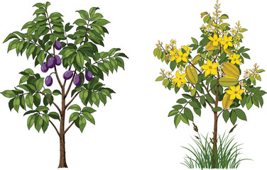 Obraz premium Plum fruit tree with purple harvest beside starfruit tree with yellow flowers and fruits, botanical nature illustration for ecology, education, landscape
