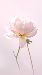Fototapeta premium Delicate pale pink flower close-up