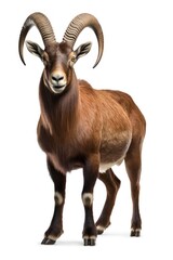 Fototapeta premium Alpine Ibex livestock wildlife standing.