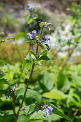 Close up of new love clematis (clematis heracleifolia) flowers in bloom