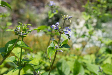 Close up of new love clematis (clematis heracleifolia) flowers in bloom