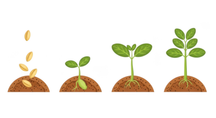 Stages of plant growth from seed to seedling, isolated on transparent background