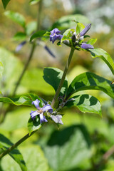 Close up of new love clematis (clematis heracleifolia) flowers in bloom