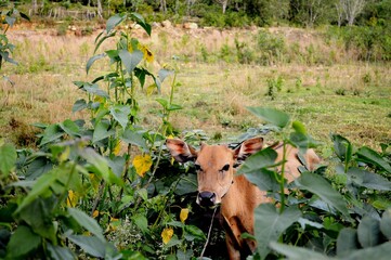 A brown cow standing calmly surrounded by fresh green leaves in the village.