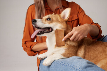 Woman grooming corgi with brush during pet care in studio