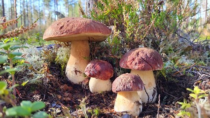 Mushrooms boletus in the forest in a pot close-up