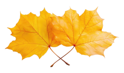 Two vibrant yellow autumn maple leaves with crossed stems, a beautiful symbol of the fall season, Isolated on Transparent and White Background