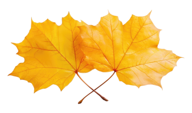 Two vibrant yellow autumn maple leaves with crossed stems, a beautiful symbol of the fall season, Isolated on Transparent and White Background - Powered by Adobe