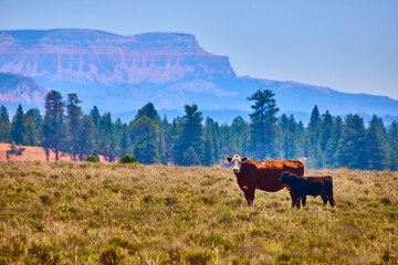 Cow and Calf in Utah Meadow with Pine Forest and Distant Red Canyon Mesa