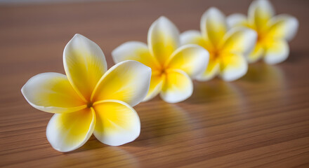 Yellow and white Plumeria flowers, serene tropical beauty.

