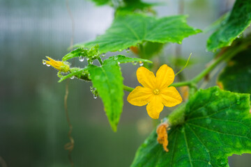 Young vegetables on branches in a greenhouse
