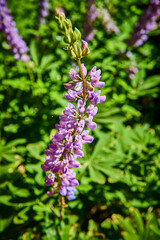 Purple Wildflower Close Up in Sunlit Meadow with Lush Green Foliage