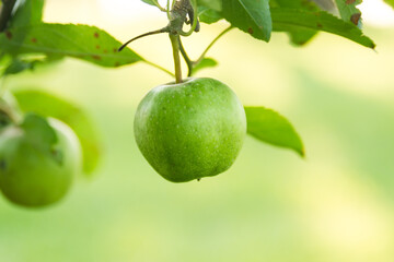 an unripe, green apple on a tree with apple leave rust