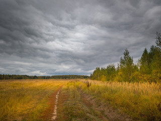 Naklejka premium Road runs through a field of tall grass