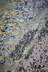Alkali Flies Cluster on Mono Lake Shoreline in California Close Up