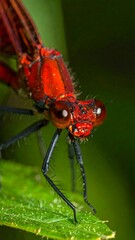 Fototapeta premium Close-up of a vibrant red dragonfly