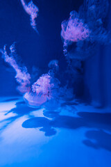 新江ノ島水族館 青い光に浮かぶアカクラゲ