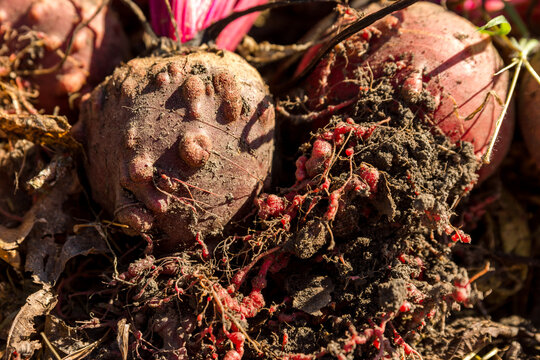 red beets with root knot nematodes