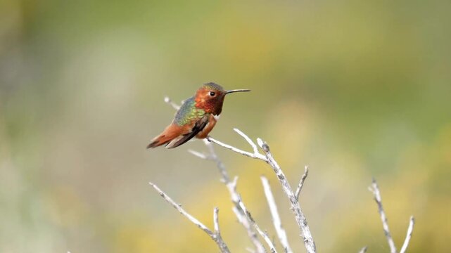 A male allens hummingbird perches on a bare branch in the sunlight