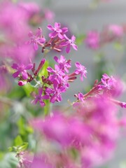 pink flowers in spring