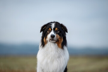 australian shepherd in nature