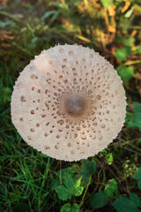 mushroom in the forest, view from the top