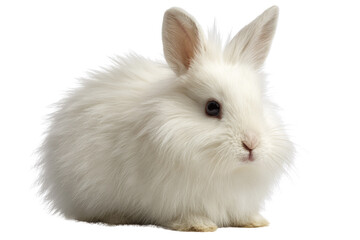 Fototapeta premium Adorable fluffy white bunny rabbit, sitting on transparent background. background removed