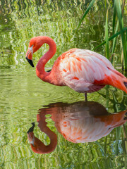 Pink flamingo standing in water with clear reflection