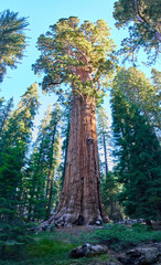 Fototapeta premium General Sherman Tree Towering Sequoia Forest Sequoia National Park California