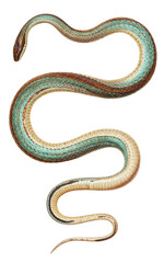 Fototapeta premium Baron's green racer (Philodryas baroni) accurate scientific plate brown dorsal stripe green blue flanks transparent PNG