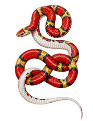 Naklejka premium This image is an accurate scientific reproduction of a Milk Snake (Lampropeltis triangulum). A PNG with a transparent background